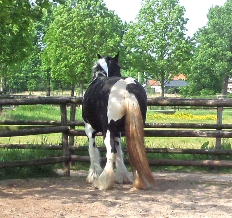 Drumhorse Pride of the Clydes billede 6