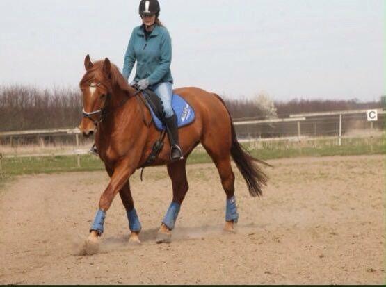 Anden særlig race Theo billede 11