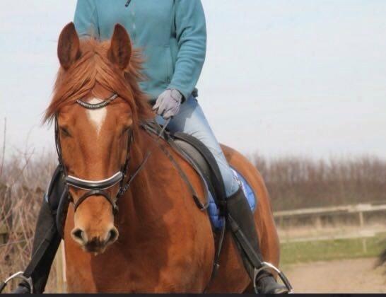 Anden særlig race Theo billede 12