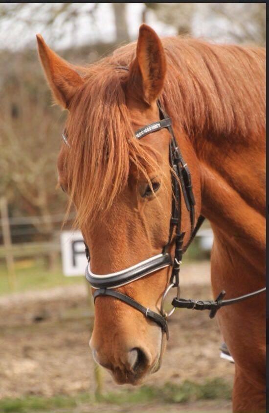 Anden særlig race Theo billede 10