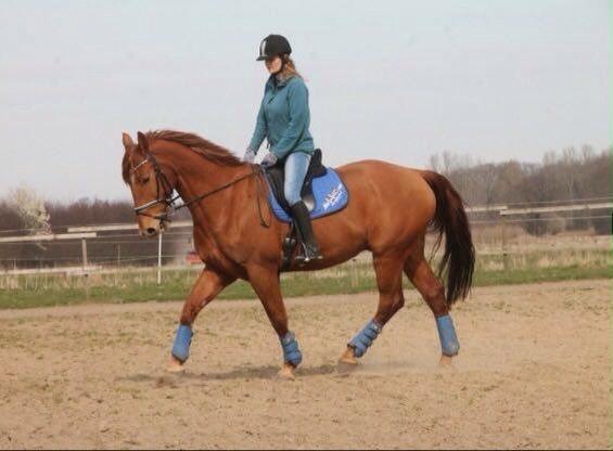 Anden særlig race Theo billede 13