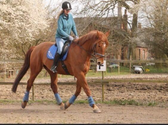 Anden særlig race Theo billede 14