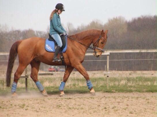 Anden særlig race Theo billede 17