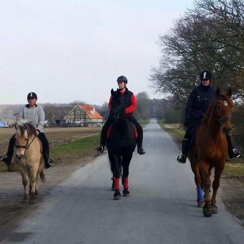 Anden særlig race Theo billede 16
