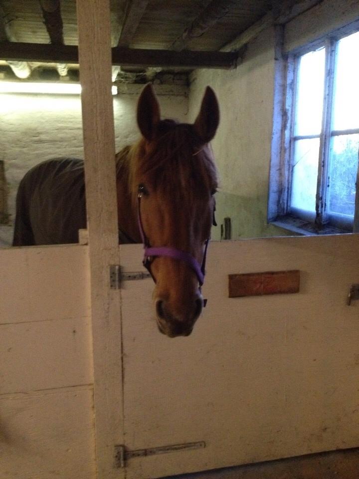 Anden særlig race Theo billede 18