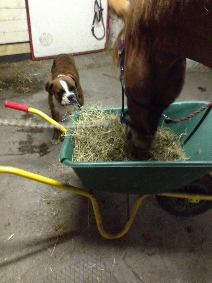 Anden særlig race Theo billede 19