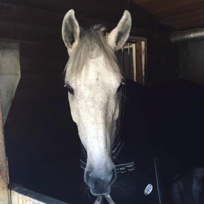 Anden særlig race Cæzar billede 8