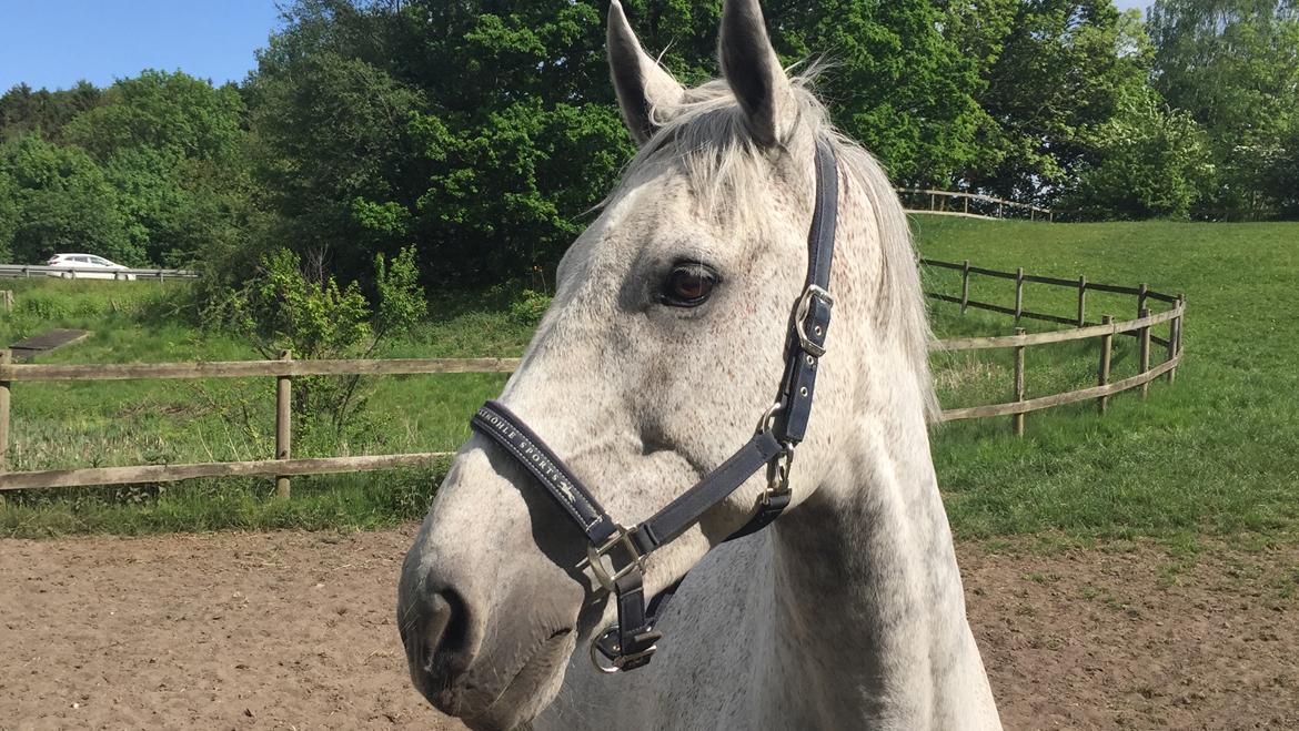 Anden særlig race Cæzar billede 10