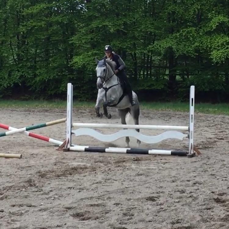 Anden særlig race Cæzar billede 9