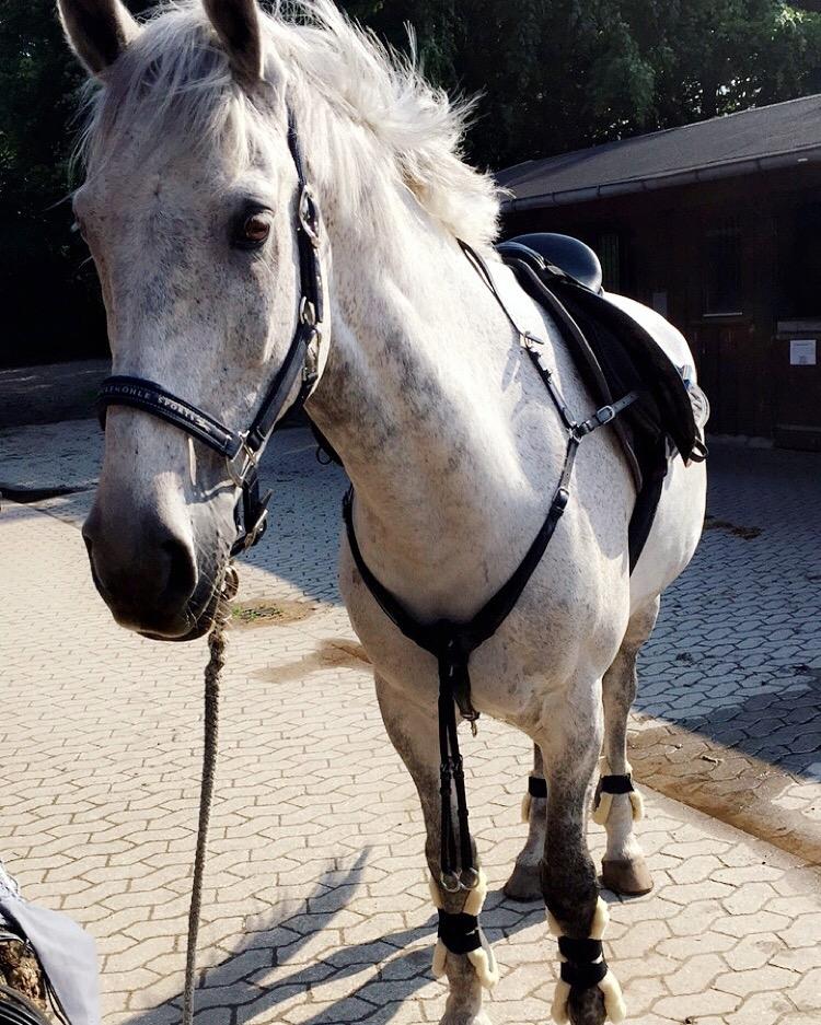 Anden særlig race Cæzar billede 1