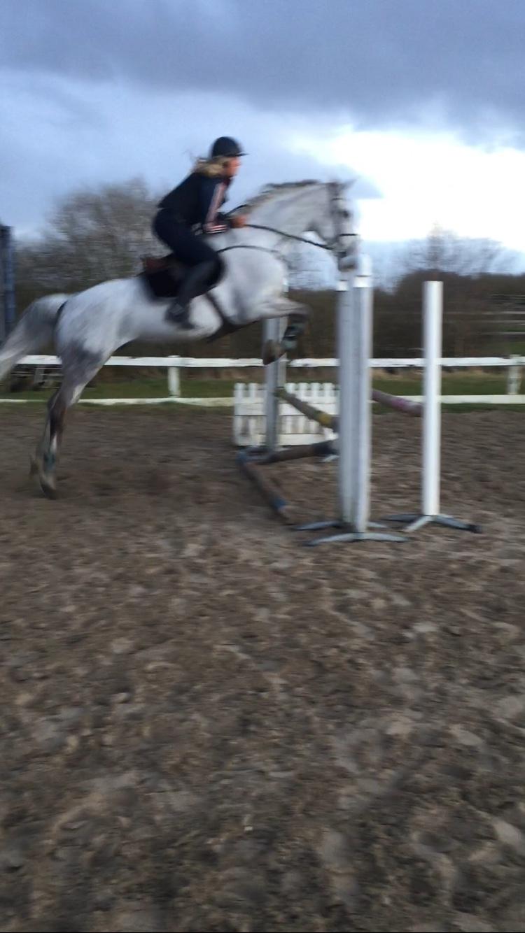 Anden særlig race Cæzar billede 14