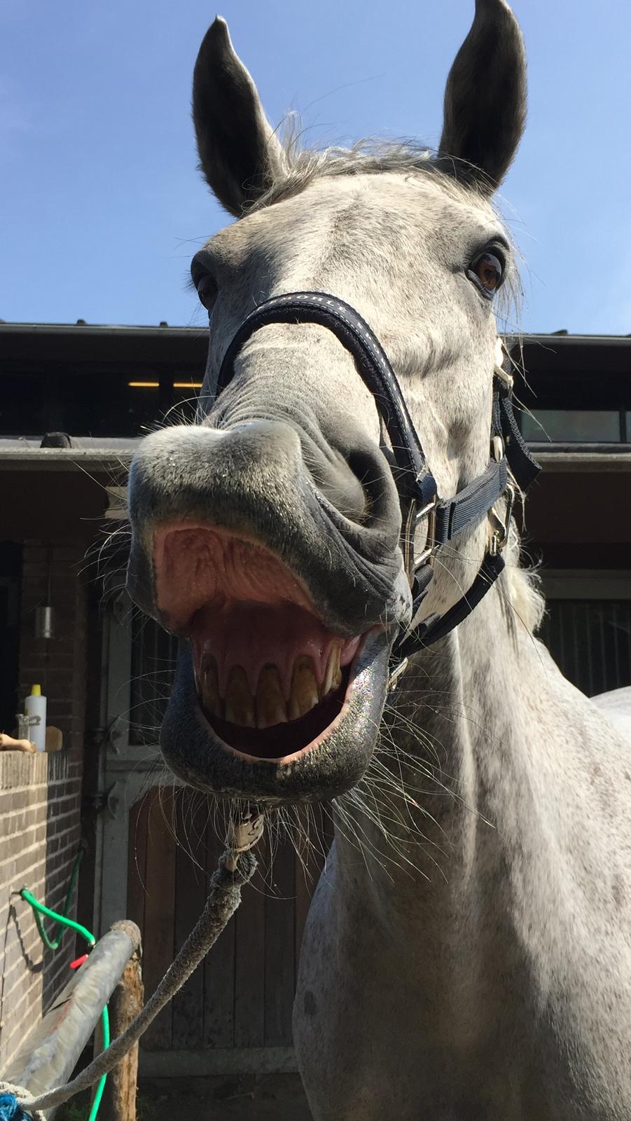 Anden særlig race Cæzar billede 11