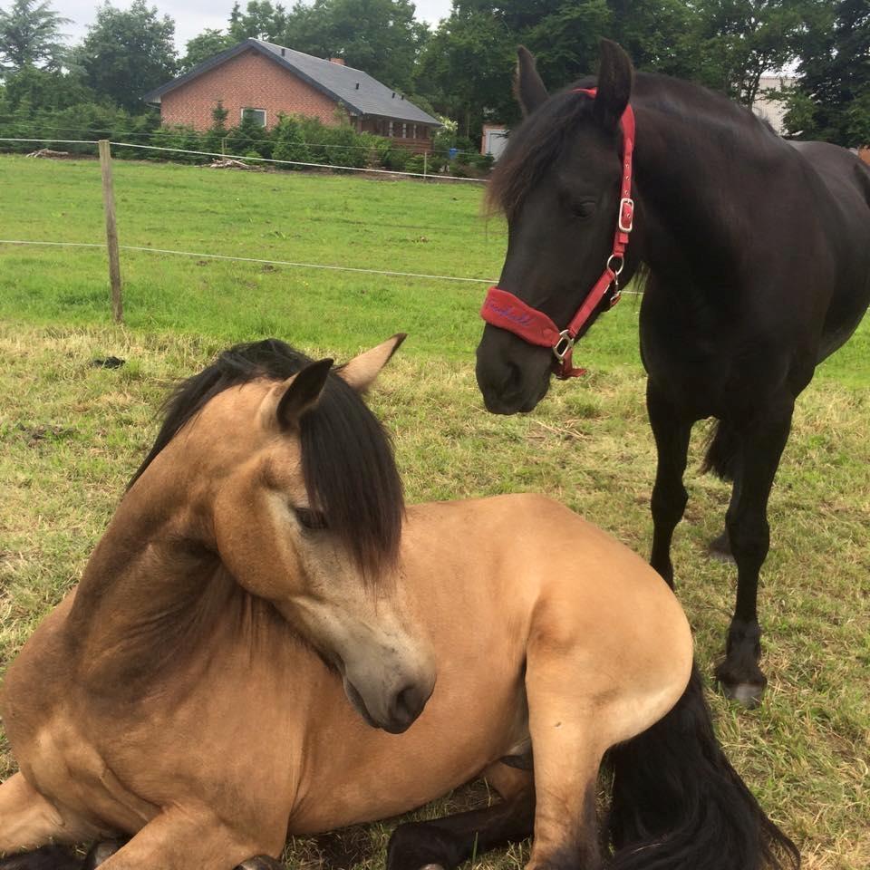 Anden særlig race Corano - de to skønne muler <3  billede 1