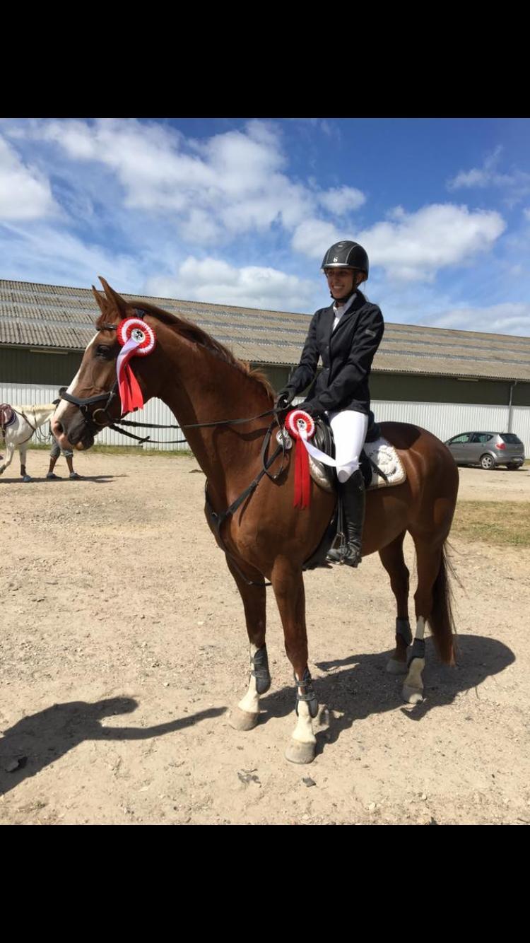 Anden særlig race Skovlunds Lacoste  billede 3