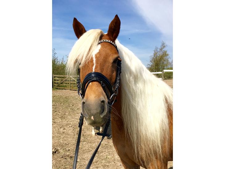 {{currentPhoto.altText}} billede {{currentPhoto.number}}