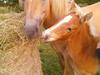 Haflinger Ramona Solvang [Tidl. hest]