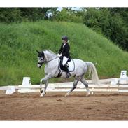 Svensk Sportspony  Uriah Heep A pony