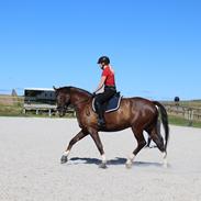 Anden særlig race Klintegårdens Kasus