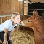 Dansk Varmblod Francis