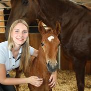Dansk Varmblod Francis