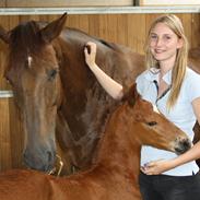 Dansk Varmblod Francis