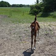 Dansk Varmblod Francis