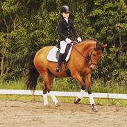 New Forest Starlight