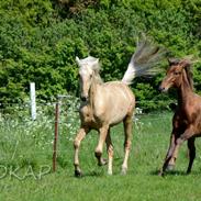 American Saddlebred Playgirl´s next golden Star