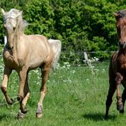 American Saddlebred Playgirl´s next golden Star