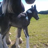 Irish Cob Haven's Azlyn Van Connery