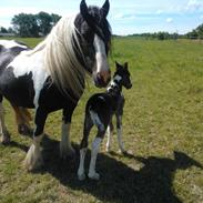 Irish Cob Haven's Azlyn Van Connery