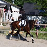 Dansk Varmblod Lumiere