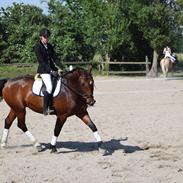 Dansk Varmblod Lumiere