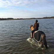 Anden særlig race Cheval Le Anton 