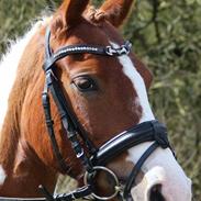 Anden særlig race Chanel