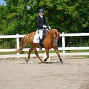 Anden særlig race Speedy