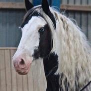 Irish Cob Stardust van hippolacta