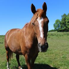 Dansk Varmblod Philipa