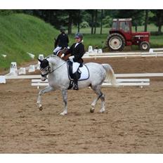 Svensk Sportspony  Uriah Heep A pony