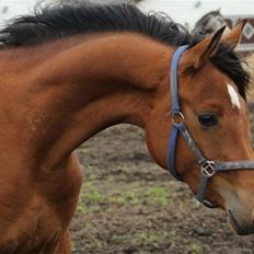 Arabisk fuldblod (OX) Donna Samiah APN OX [SOLGT]