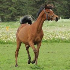 Arabisk fuldblod (OX) Donna Samiah APN OX [SOLGT]