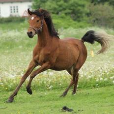 Arabisk fuldblod (OX) Donna Samiah APN OX [SOLGT]