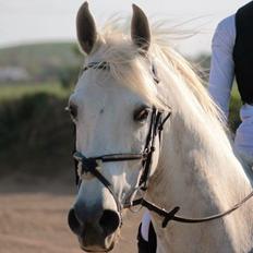 Anden særlig race Starhorse Ibn-Tai