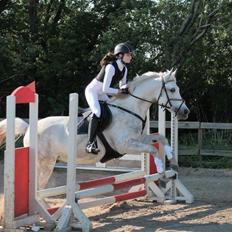 Anden særlig race Starhorse Ibn-Tai