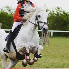 Anden særlig race Starhorse Ibn-Tai