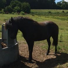 Islænder Sanna fra Åsbæk 