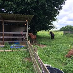 Islænder Sanna fra Åsbæk 