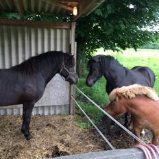 Islænder Sanna fra Åsbæk 