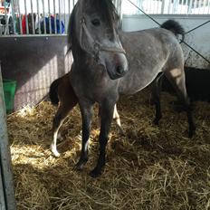 Arabisk fuldblod (OX) SOLGT*   Padisa ox