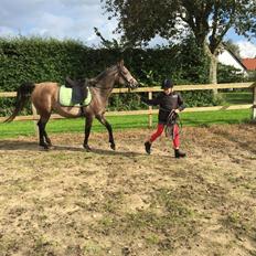 Arabisk fuldblod (OX) SOLGT*   Padisa ox